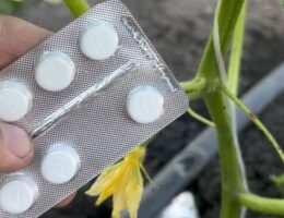 Миниатюра к статье Закопайте пару дешёвых аптечных таблеток возле куста, и огурчики в миг заплодоносят